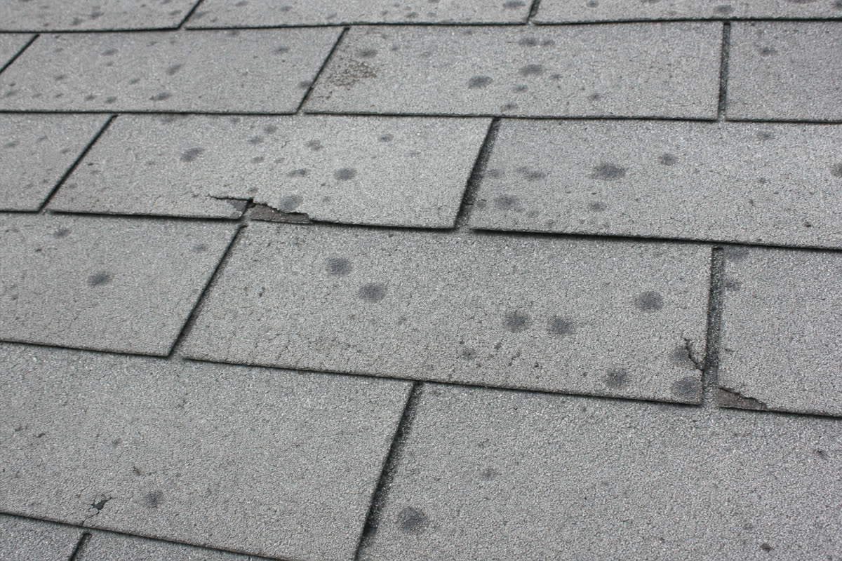 Hail impact bruising and granule loss on asphalt shingles